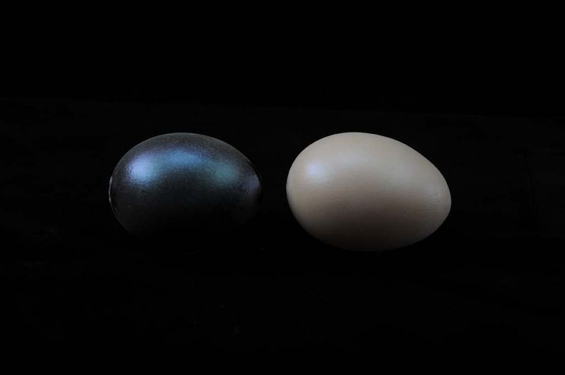 XIRALLIC® T 60-25 SW Cosmic Turquoise, 50 g