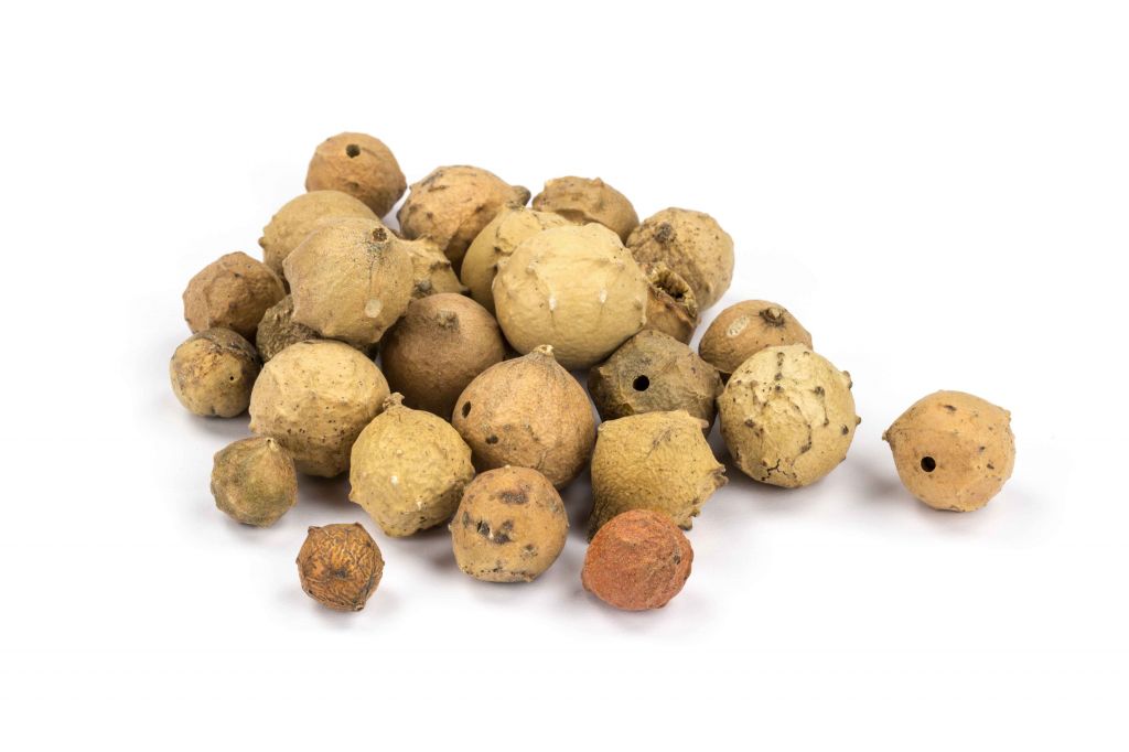 Duběnka (Dubová jablka)