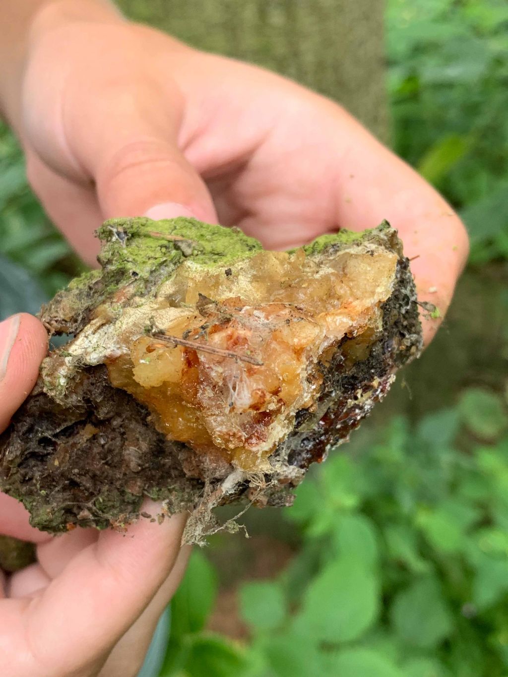 Smrková pryskyřice KUUSK