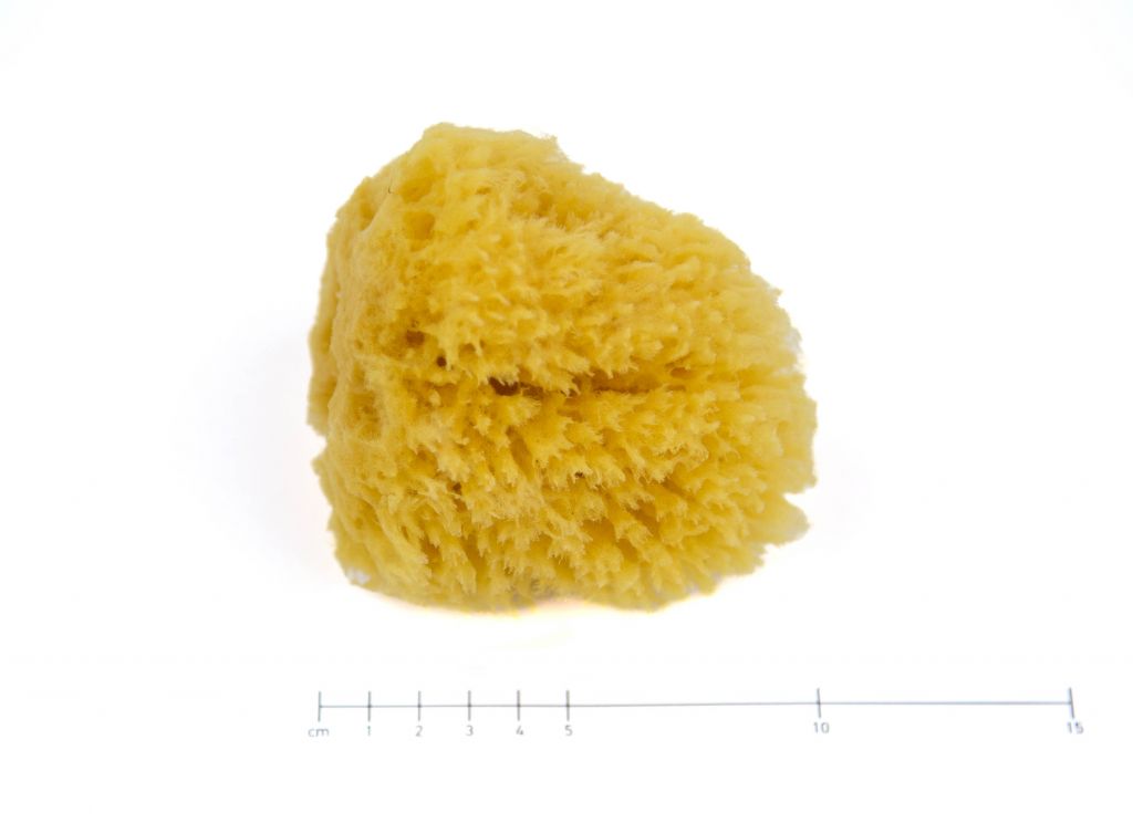 Přírodní mořská houba, střední, 5 kusů
